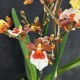 Oncidium Gold Rush Oncidium Gold Rush
