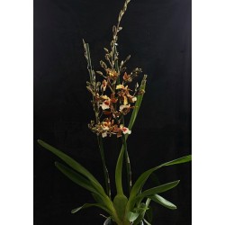 Oncidium Gold Rush