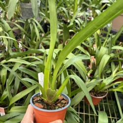 Oncidium Keighleyensis Oncidium Keighleyensis