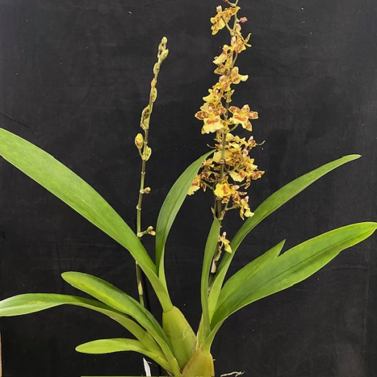 Oncidium Pacific Sunset