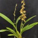 Oncidium Pacific Sunset