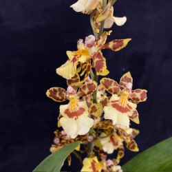Oncidium Pacific Sunset