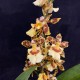 Oncidium Pacific Sunset
