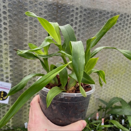 Oncidium flexuosum
