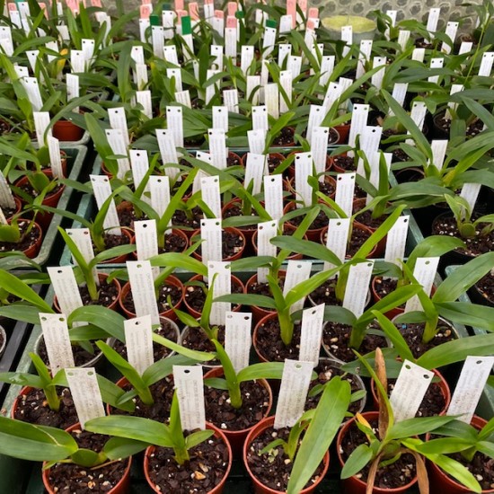 Oncidium globuliferum Oncidium globuliferum