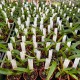 Oncidium globuliferum Oncidium globuliferum