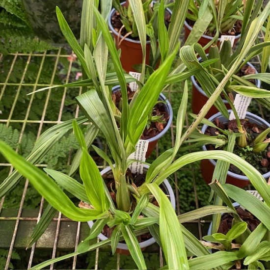 Oncidium incurvum var. variegatum