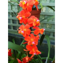 Oncidium noezlianum