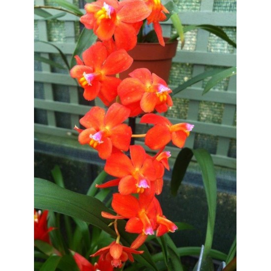 Oncidium noezlianum