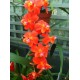 Oncidium noezlianum