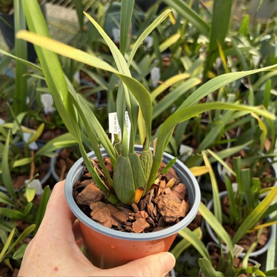 Oncidium noezlianum