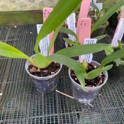 Oncidium ornithorhynchum Oncidium ornithorhynchum