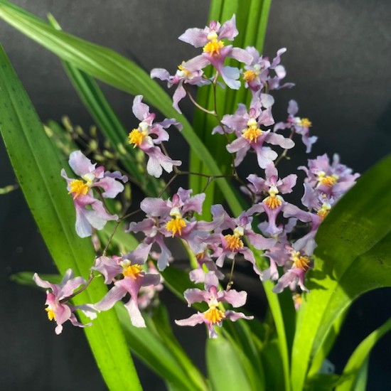 Oncidium ornithorhynchum Oncidium ornithorhynchum