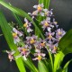 Oncidium ornithorhynchum Oncidium ornithorhynchum