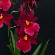 Oncidopsis Nelly Isler