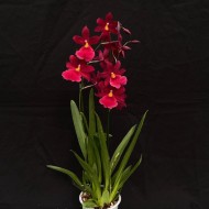 Oncidopsis Nelly Isler