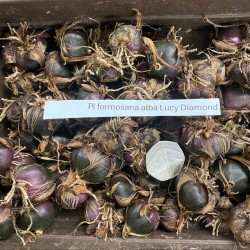 Pleione formosana "Lucy Diamond"