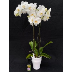 Orchid Gift Package