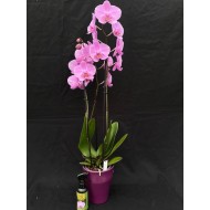 Orchid Gift Package Orchid Gift Package