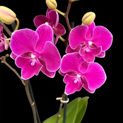 Phalaenopsis 021026