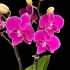Phalaenopsis 021026