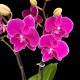 Phalaenopsis 021026