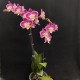 Phalaenopsis Nicole Uniquole Phalaenopsis Nicole Uniquole