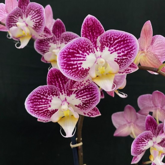 Phalaenopsis Nicole Uniquole Phalaenopsis Nicole Uniquole