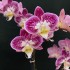 Phalaenopsis Nicole Uniquole