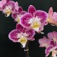 Phalaenopsis Nicole Uniquole Phalaenopsis Nicole Uniquole