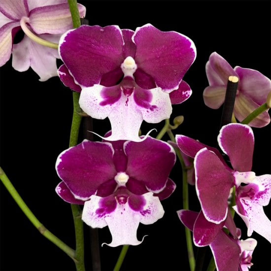 Phalaenopsis 150726/01
