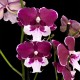 Phalaenopsis 150726/01