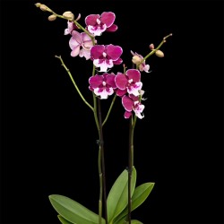 Phalaenopsis 150726/01