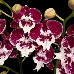 Phalaenopsis 150726/02