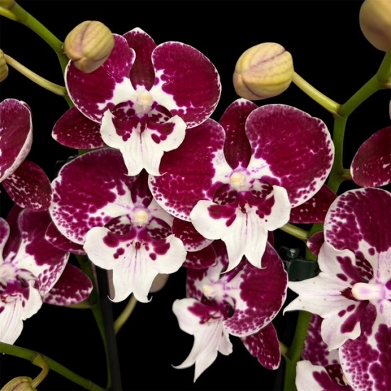 Phalaenopsis 150726/02