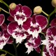 Phalaenopsis 150726/02