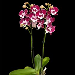 Phalaenopsis 150726/02