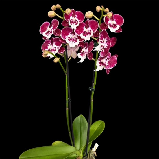 Phalaenopsis 150726/02