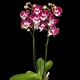 Phalaenopsis 150726/02