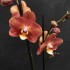 Phalaenopsis 160923