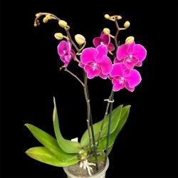 Phalaenopsis 021026