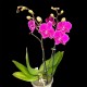 Phalaenopsis 021026