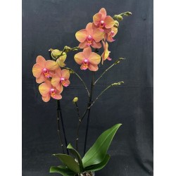 Phalaenopsis Afra
