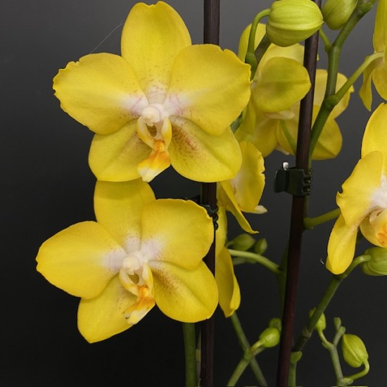 Phalaenopsis Arezzo Phalaenopsis Arezzo