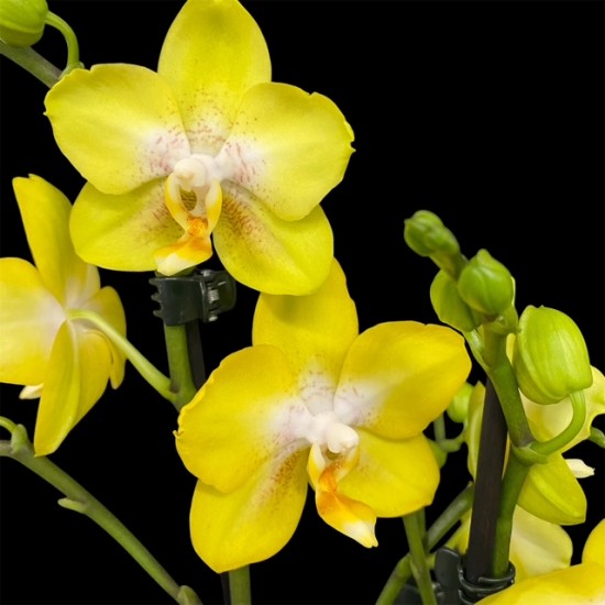 Phalaenopsis Arezzo