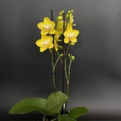 Phalaenopsis Arezzo
