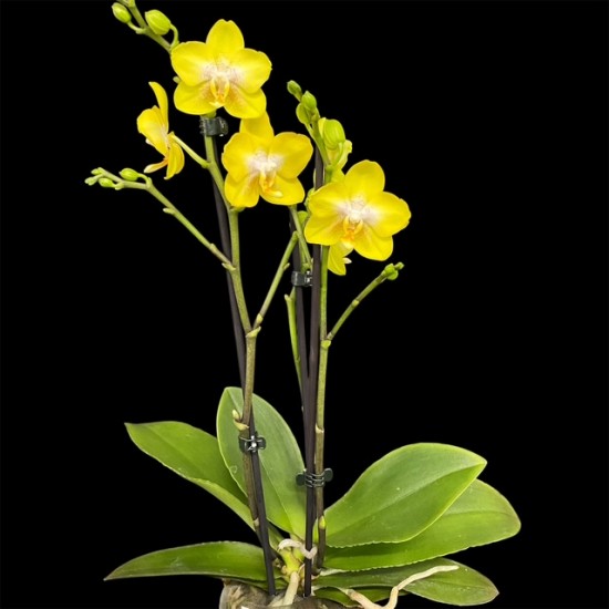 Phalaenopsis Arezzo