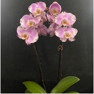 Phalaenopsis Art Nouveau Phalaenopsis Art Nouveau