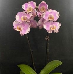 Phalaenopsis Art Nouveau