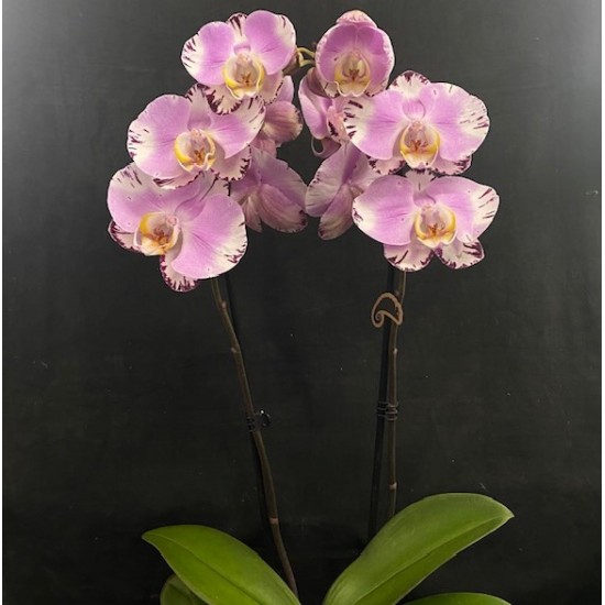 Phalaenopsis Art Nouveau